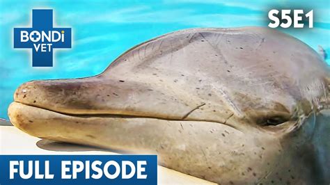 Rescue Dolphin May Have Cancer 🐬 Bondi Vet Season 5 Ep 1 Bondi Vet