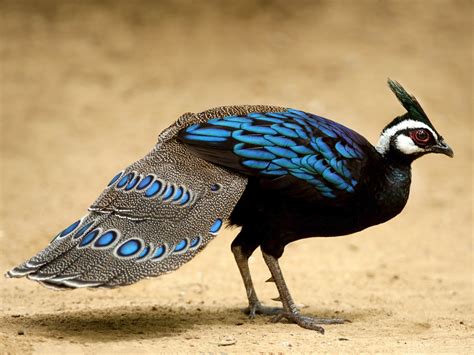 Palawan Peacock Pheasant A Striking Bird With Iridescent Blue Green Plumage And Mohawk