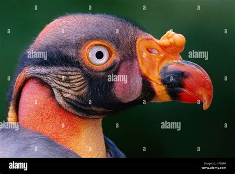 King Vulture Sarcoramphus Papa Native To Southern Mexico To