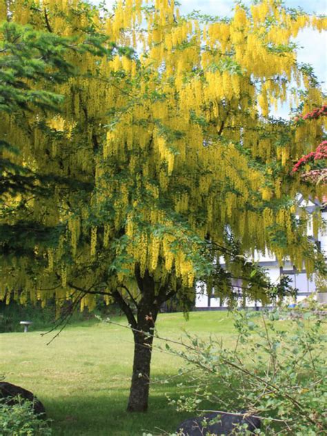 Laburnum × Watereri Golden Chain Tree World Of Flowering Plants