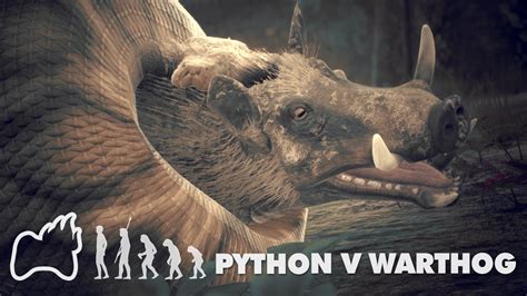 Rock Python Versus Giant Warthog Ancestors The Humankind Odyssey