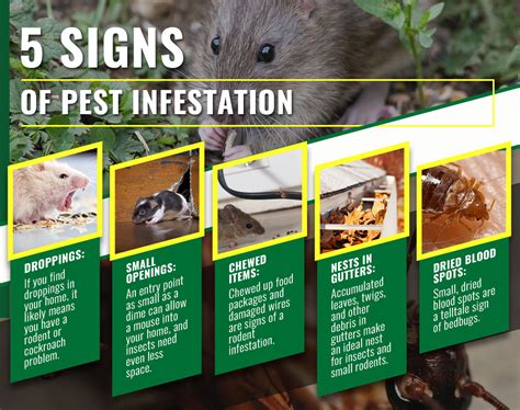 5 Signs Of Pest Infestation Termishield Mishawaka