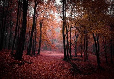 Autumn Time In A Forest Wall Mural Wall Murals Photo Wallpaper Wall