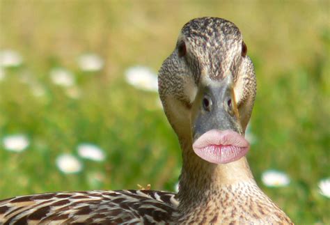 10 Ducks With Human Lips Duck Pictures Funny Duck Duck