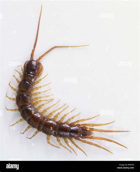 Centipedes Arthropod Hi Res Stock Photography And Images Alamy
