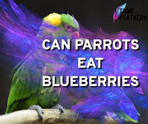 Can Parrots Eat Blueberries Everything You Need To Know Tame Feathers