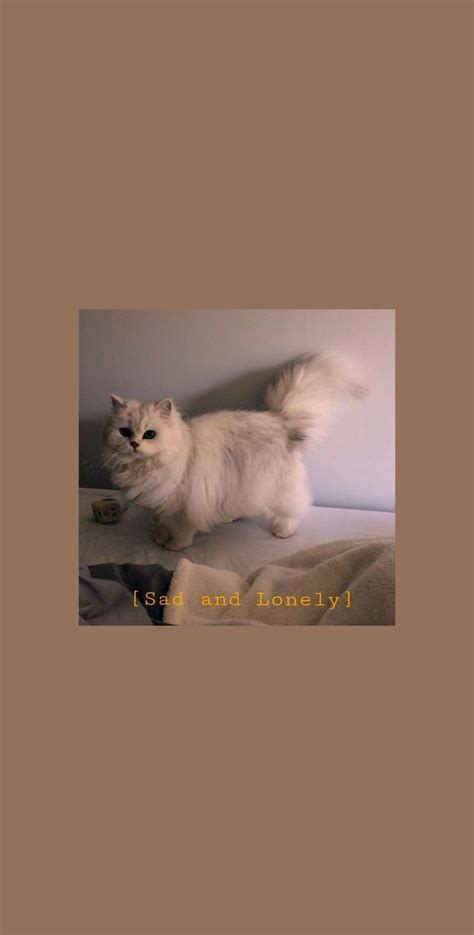 Aesthetic Cat Wallpaper Free Download Kpng