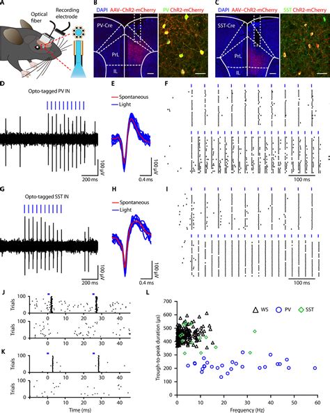 Cell Typedifferential Modulation Of Prefrontal Cortical Gabaergic