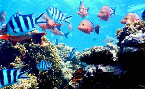 Marine Ecosystem Services Valuation Fiji Iucn
