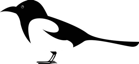 Magpie And Crow Vector Illustrations On White Symbol Standing Magpie