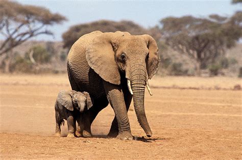 African Elephant Loxodonta Africana Photograph By Gerard Lacz Pixels