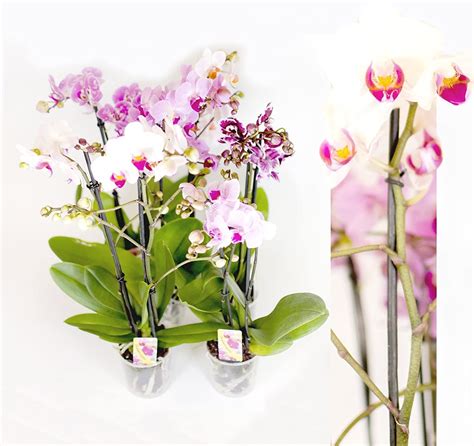 Luxury Phalaenopsis Lucky Dip Moth Orchid Garden Plants
