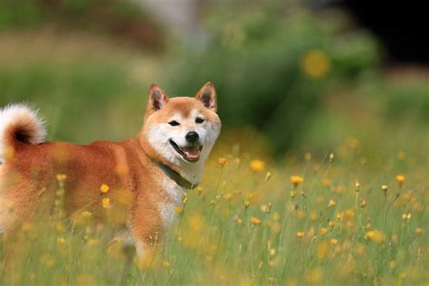 The shiba inu (柴犬, japanese: 4 Things to Consider Before Getting a Shiba Inu Dog - MyStart