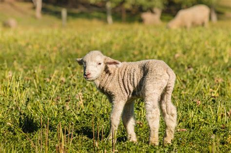 Searching Lost Sheep Stock Photos Free And Royalty Free Stock Photos