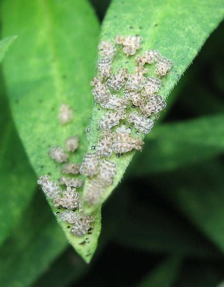 Chrysanthemum Lace Bugs Corythucha Marmorata Bugguidenet