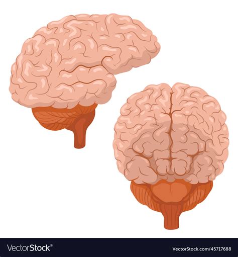Human Brain Front View Side Royalty Free Vector Image