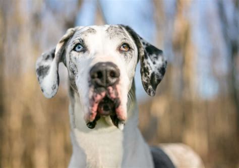 Great Dane Breed Guide Photos Traits And Care Bark Post 122023