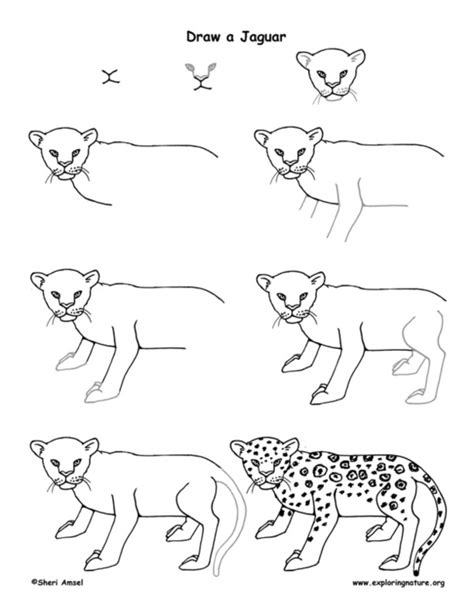 How To Draw Easy Animals Step By Step Image Guide