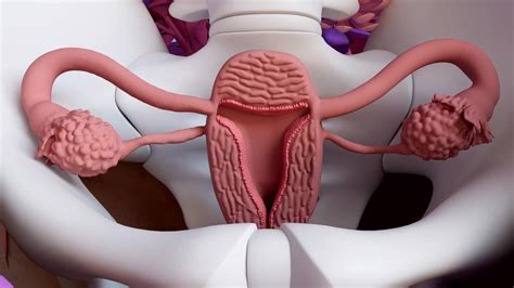 The Biochemistry Of The Uterus In Pregnancy
