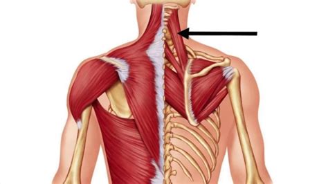 Scapula Muscles Anatomy Images And Photos Finder