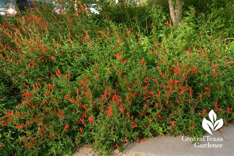 Using native plants is a great way to protect water quality and galveston bayou. Hummingbird Plants | Central Texas Gardener