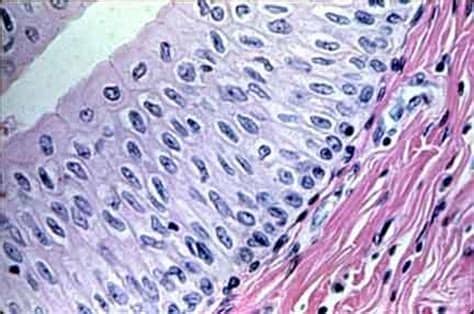 Histology - Biology 168 with Markillie at Cape Fear ...