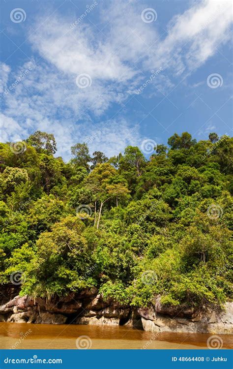 Dense Jungle And Blue Sky Stock Photo Image 48664408