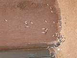 Termite Damage Exterior Wall Pictures