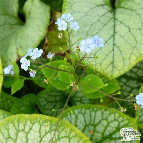 Buy Brunnera Macrophylla Jack Frost Siberian Bugloss In The Uk