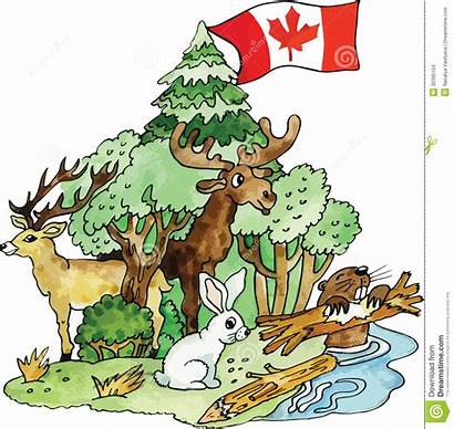 Animals Illustration Canadian Canada Symbols Vector Illustrations