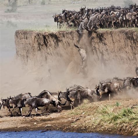 Migrating Wildebeest Face Lions And Crocodiles As They Cross A River In