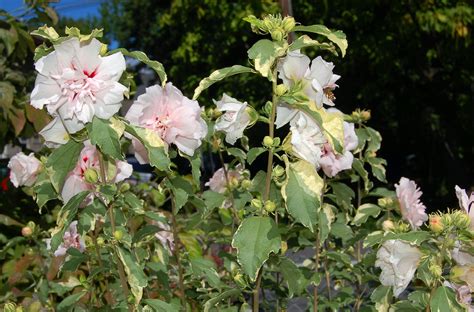 12 Rose Of Sharon Varieties For Your Landscape