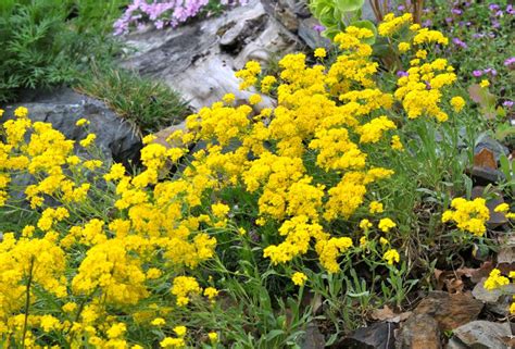 Perennial Drought Tolerant Ground Covers For Dry Ground
