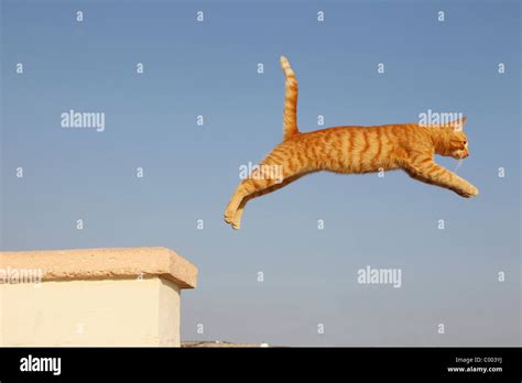 Domestic Cat Jumping Stock Photo Royalty Free Image 34423862 Alamy