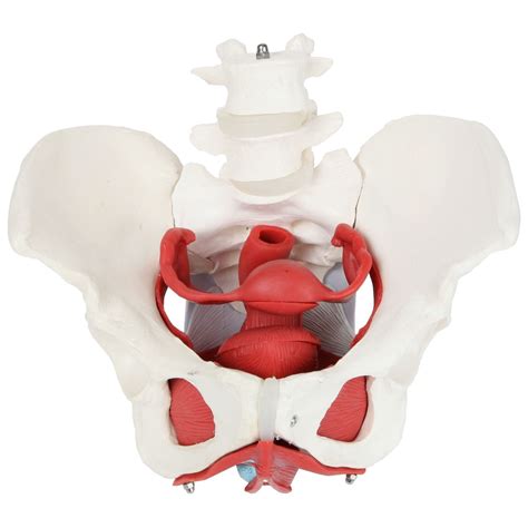 Axis Scientific Anatomy Model Of Female Pelvis Pelvic Floor Muscles And Reproductive Organs
