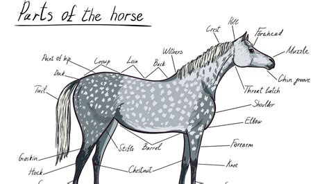 Parts Of A Horse Horse Anatomy With Pictures Equestrians Guide