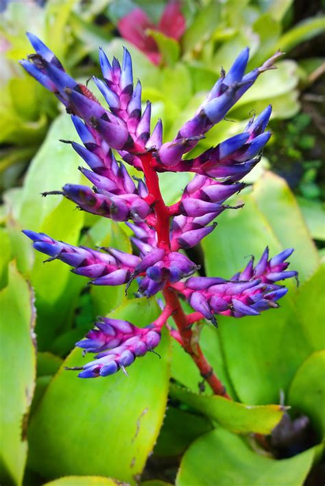 The Flowers And Plants Of Costa Rica