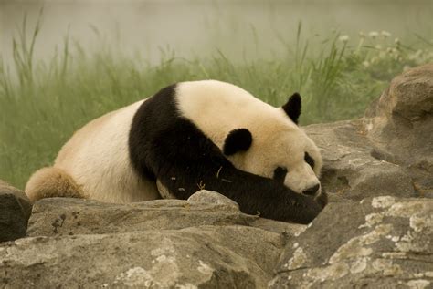 Giant Panda Taking A Nap This Is One Of The Giant Pandas A Flickr