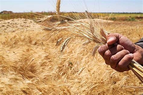 Kazakhstans Record Harvest Prompts Wheat Import Ban Eurasia Media