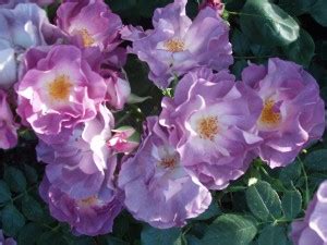This rose is deciduous so it will lose all its leaves in autumn, then fresh new foliage appears again each spring. BLUE FOR YOU (floribunda) | Garden Roses | Pococks Roses ...