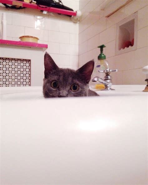 17 Cats Who Know That The Sink Really Belongs To Them Cats Cats