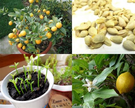 Edible Organic Fruit Meyer Lemon Seeds Exotic Citrus Bonsai Etsy