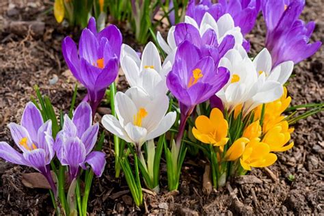 Ultimate Guide To Crocus Flower Meaning Symbolism And Uses Petal