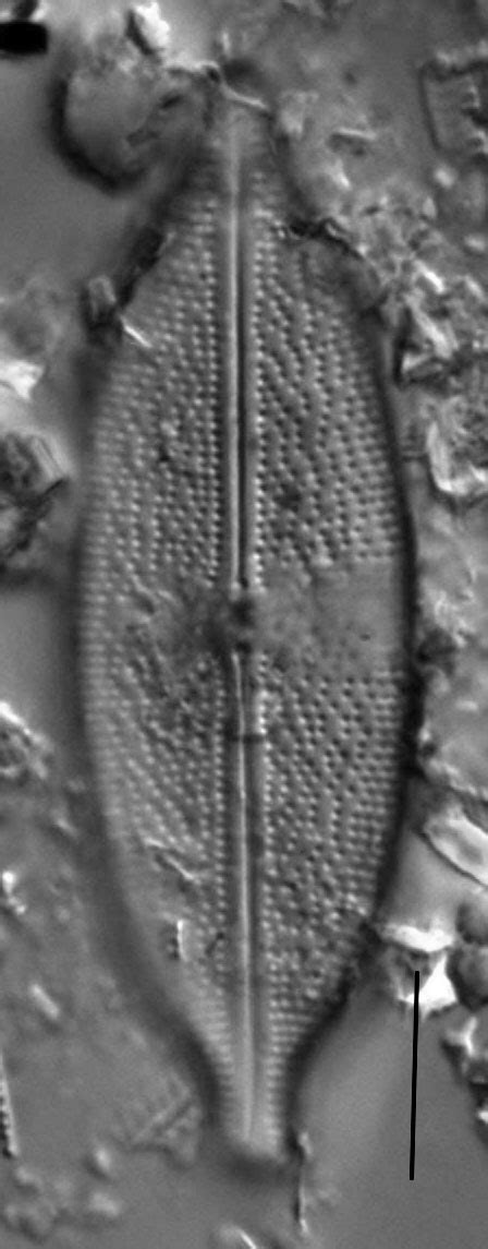 Image Anomoeoneis349x Species Diatoms Of North America