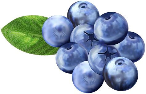 Cartoon Blueberrys Clipart Blueberry Blueberries Transparent Clip Background Webstockreview