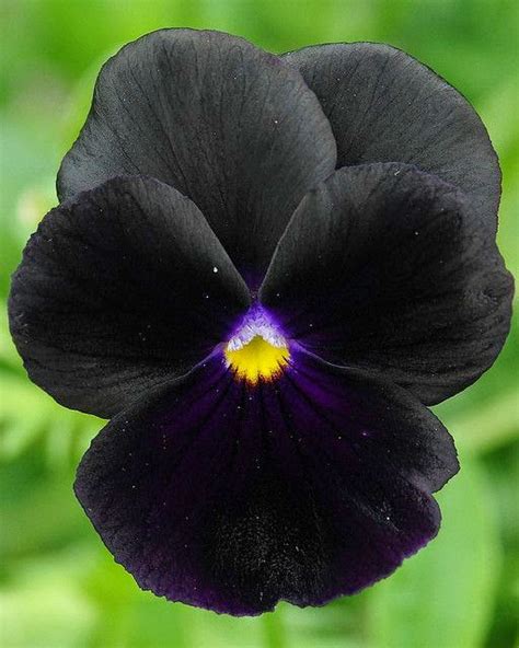 Black Beauty ~ Black Pansy Backyards Click