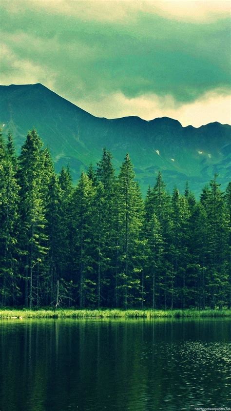 Download Tree Wallpaper For Iphone Gallery