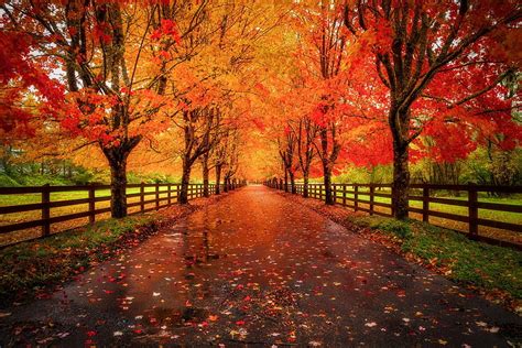 Autumn Scenery Red Foliage Leaves Trees Fence Alley Hd Wallpaper