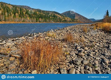 Autumn On The Coast Of The Siberian River Stock Photo Image Of Tree