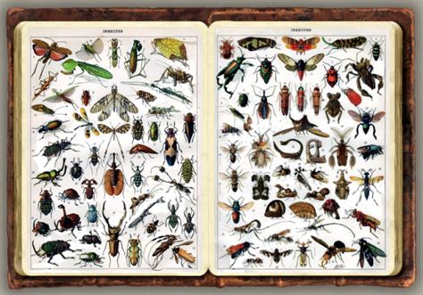Recensement Et Photographies Des Insectes Observés à La Coudoulière à